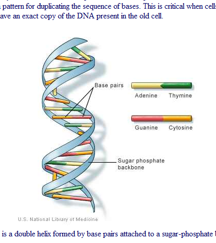 page - dna image